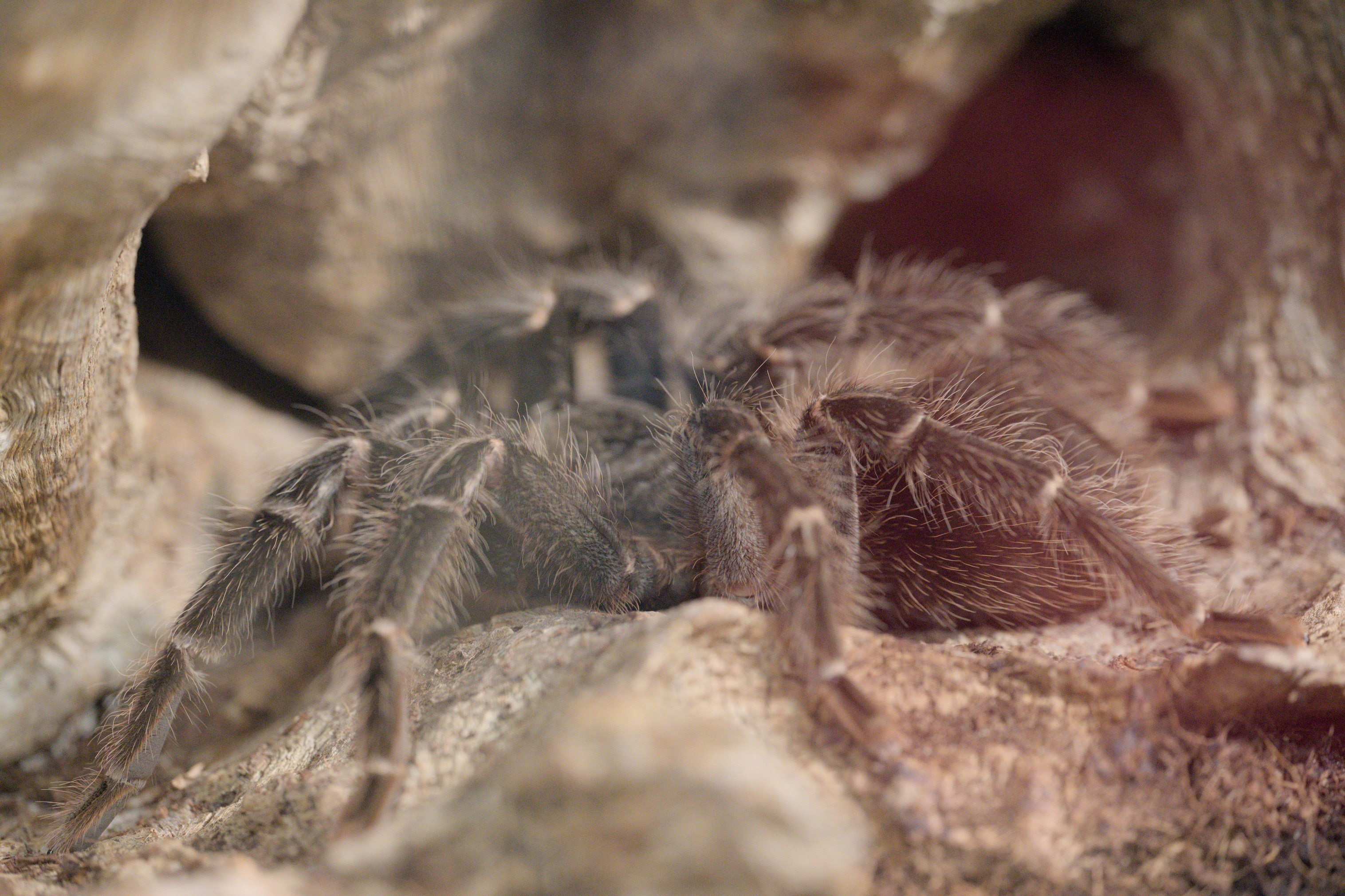 2025/10/12 - zoo/DSC_0237.jpg